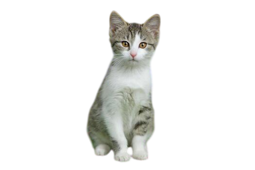 Uploaded image - background removed